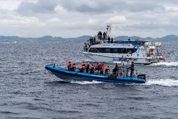 Whale & Dolphin Watching — Azores experience