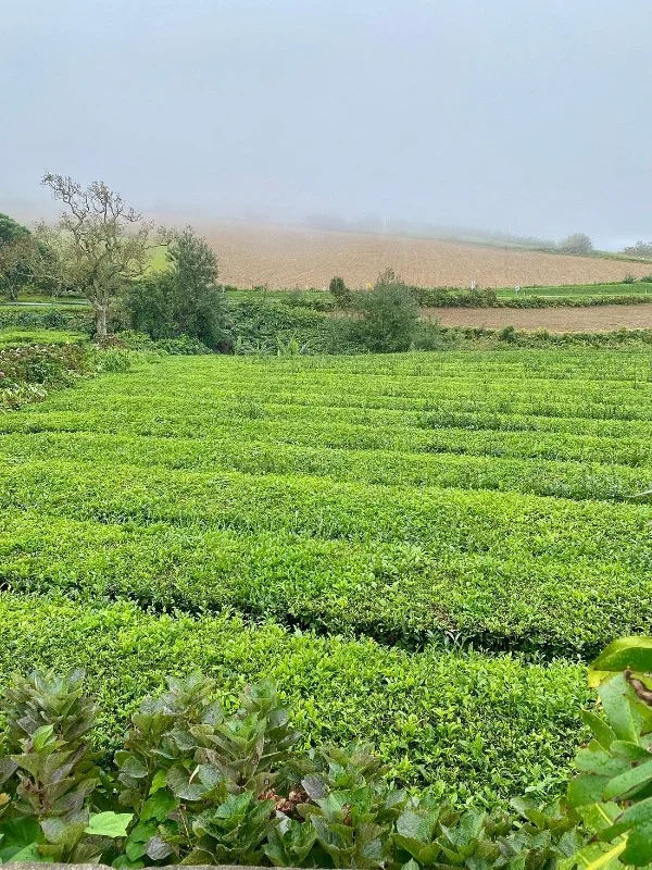 Photos of Tea Plantation - Photo 1