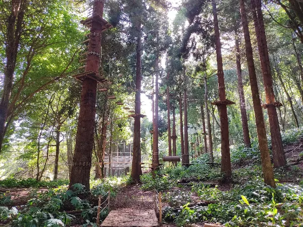 Treetop Adventures — Azores experience