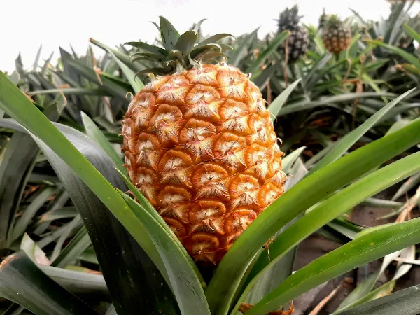 Azores is the only place in Europe that cultivates pineapple