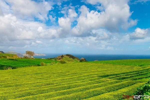 Is the Azores the only place in Europe that cultivates tea?