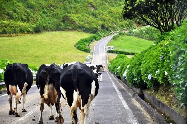 Photos of Is it normal to see cows in the middle of the road in the Azores? - main photo