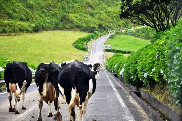 Is it normal to see cows in the middle of the road in the Azores? — Azores fun fact
