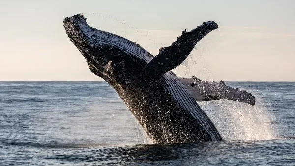Photos of Is it true that the Azores is one of the best places in the world for whale watching? - main photo
