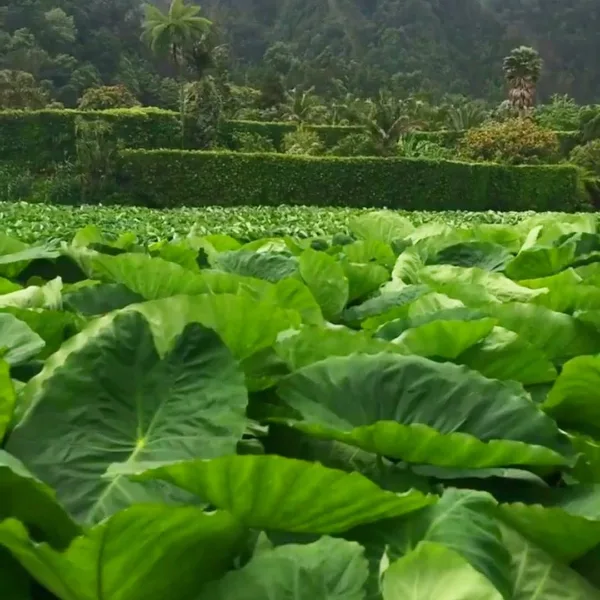 Photos of Inhame: Azores Taro Root - Photo 2