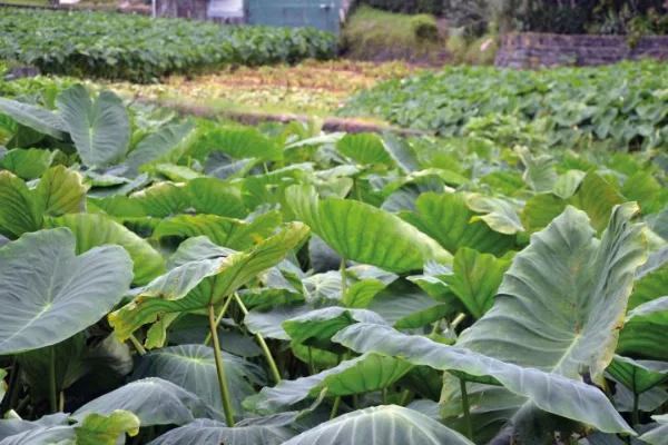 Photos of Inhame: Azores Taro Root - Photo 3