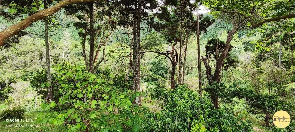 Photos of Parque Florestal da Caldeira in Unnamed Road, 9880, Portugal - Photo 4