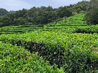Gorreana Tea Factory