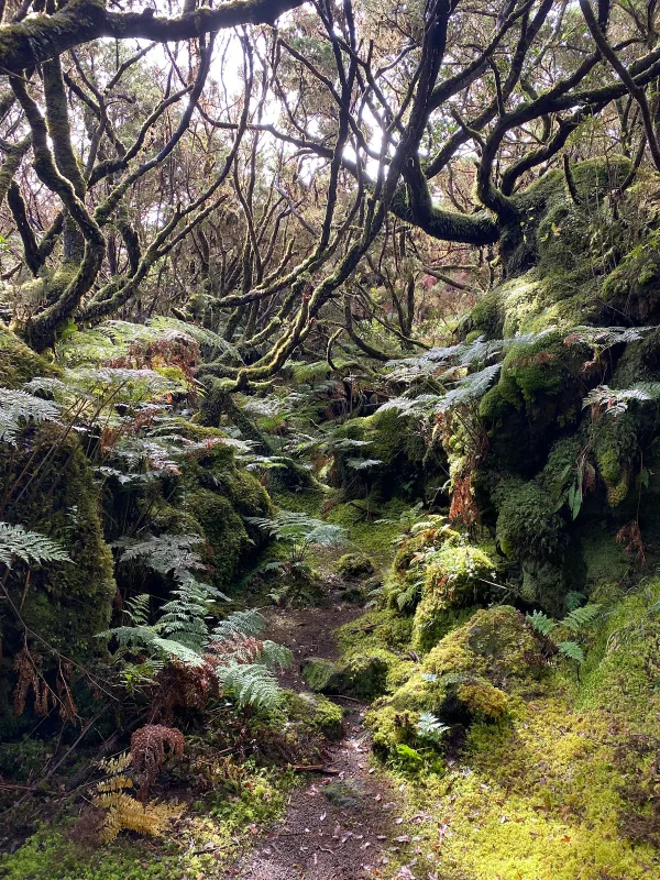 Photos of Black Mysteries Trail - PRC01 in M502, 9700, Portugal - Photo 3