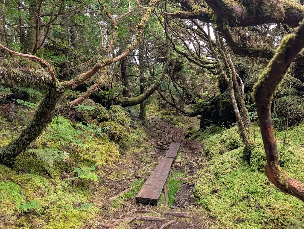 Photos of Black Mysteries Trail - PRC01 in M502, 9700, Portugal - Photo 4