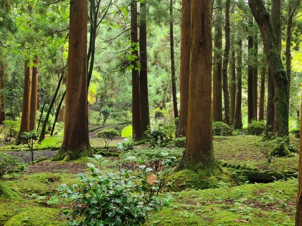 Photos of Sete Fontes Forest Park in Unnamed Road, 9800, Portugal - Photo 2
