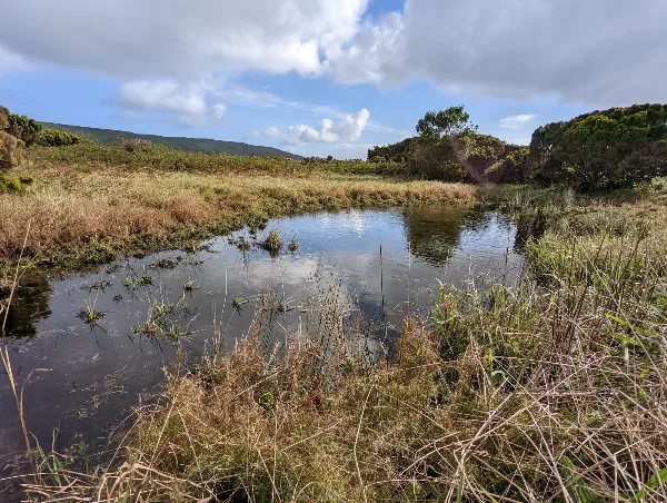 Photos of Jardim Botânico de Pedro Miguel in Ilha do Faial, 9900, Portugal - Photo 4