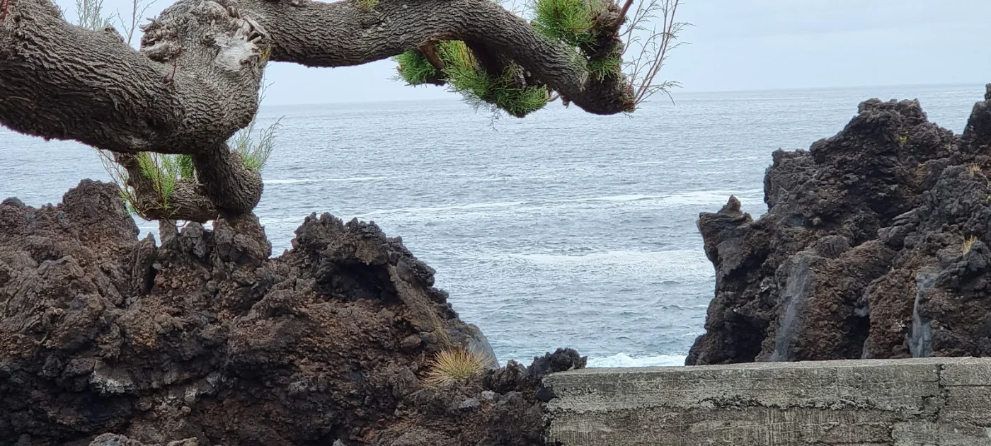 Photos of Portal Faial in Silveira, 9930-177 Lajes do Pico, Portugal - main photo