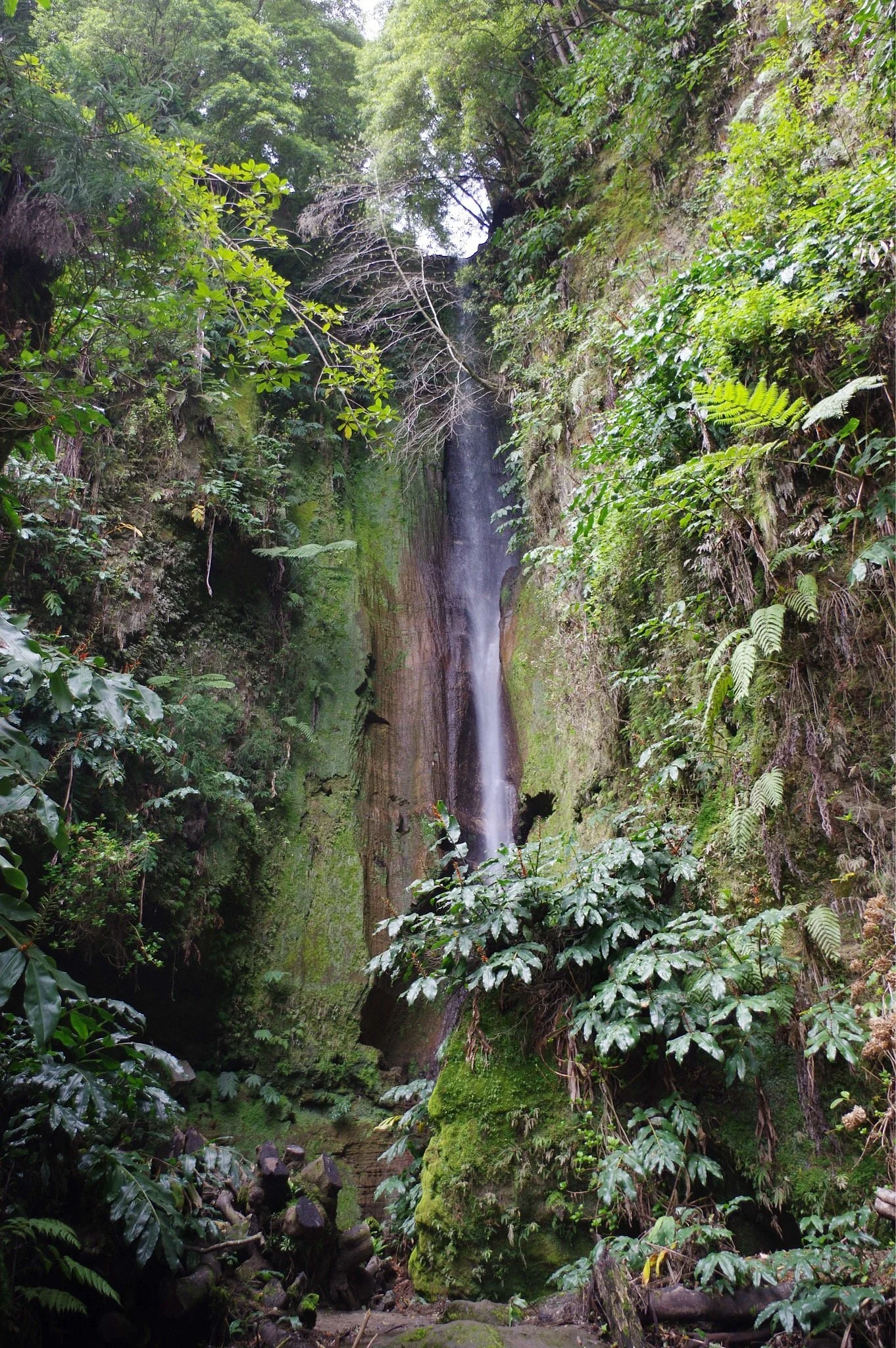 Photos of Mata - Jardim José do Canto in Margem Sul da Lagoa das, 9675-090 Furnas, Portugal - Photo 1